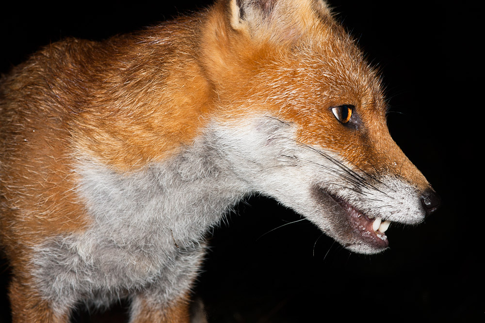 0503162708091513.jpg - Portrait of a fox