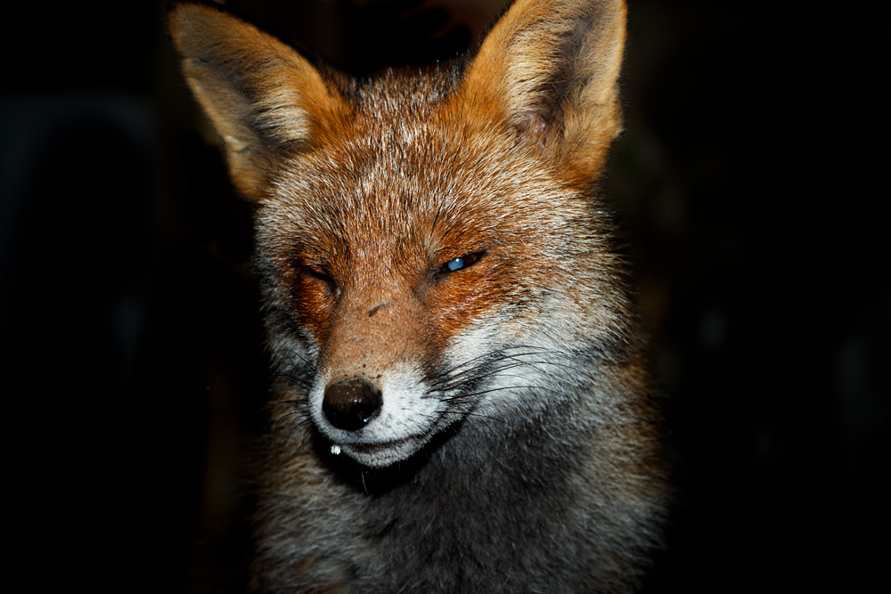 0503210303214255.jpg - Portrait of Wolfy