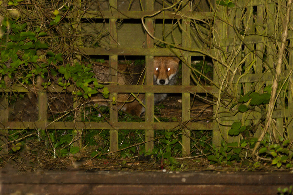 0505140405145858.jpg - Fox behind the pergola