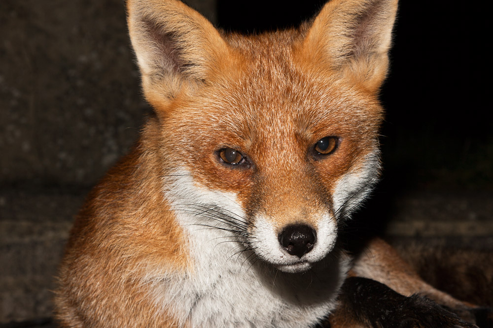0506163010099417.jpg - Fox portrait