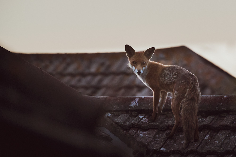 0506180506188568.jpg - Fox on roof