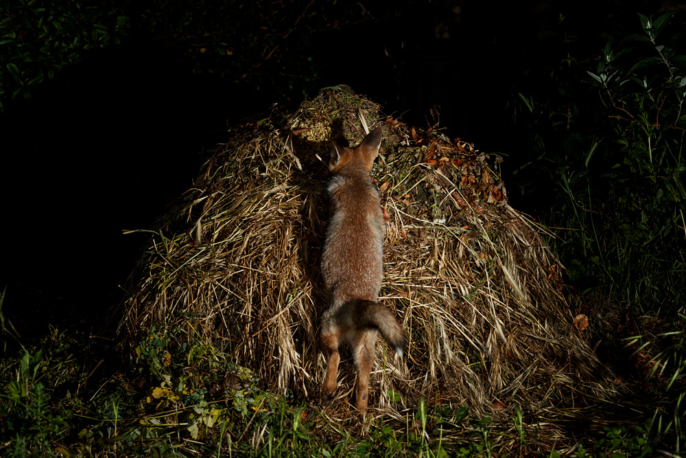 0506210606211677.jpg - Fox cub on compost heap