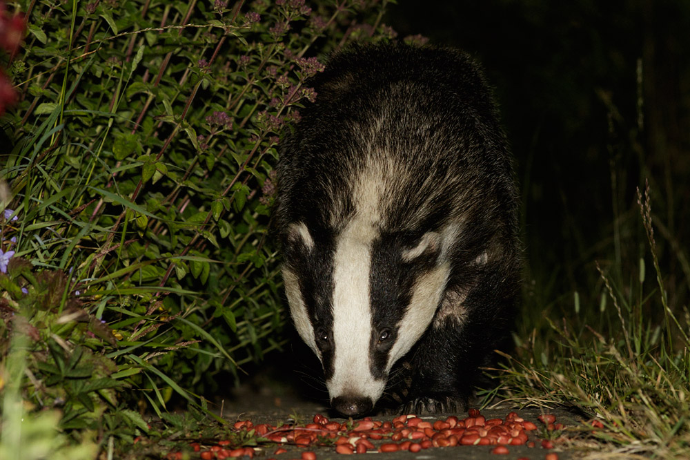 0507152806153139.jpg - Badger on path