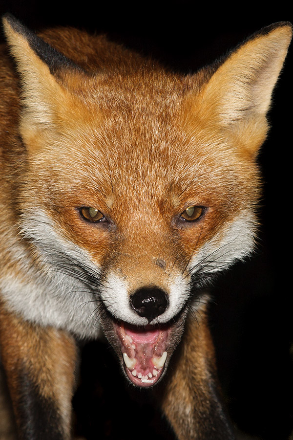 0507160201107325.jpg - Fox portrait