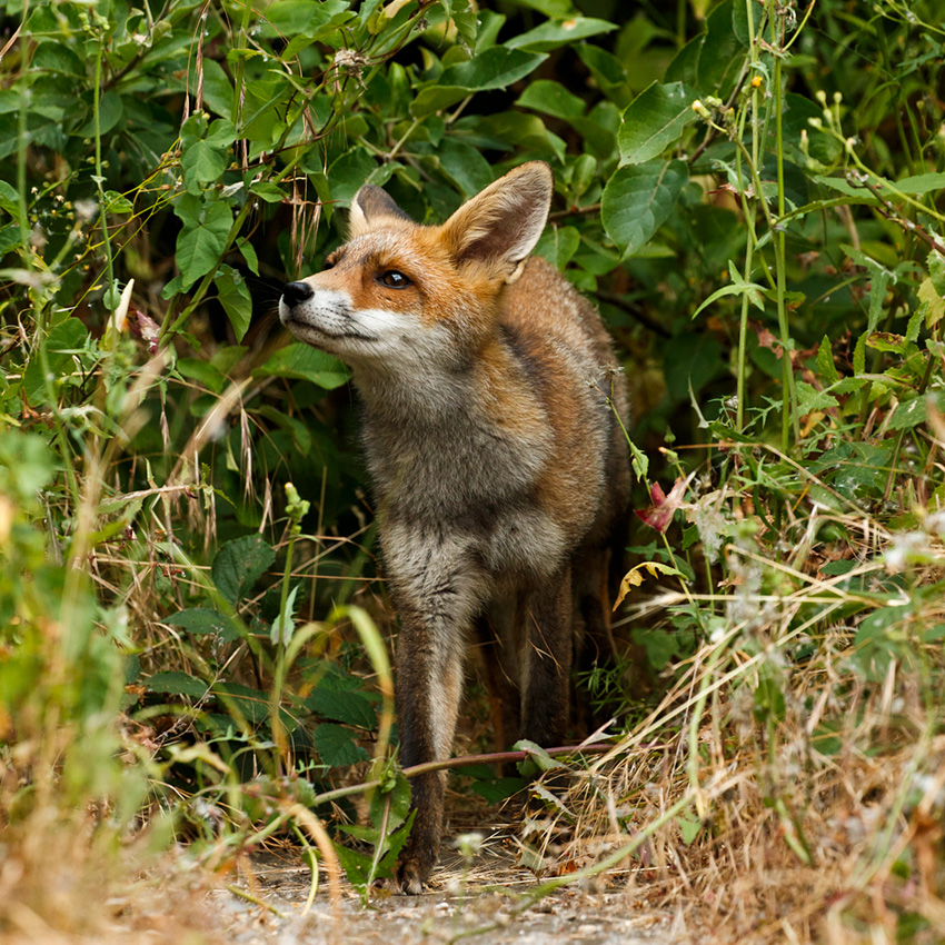 0507180507183436.jpg - Wolfie, young male fox at 4 months old