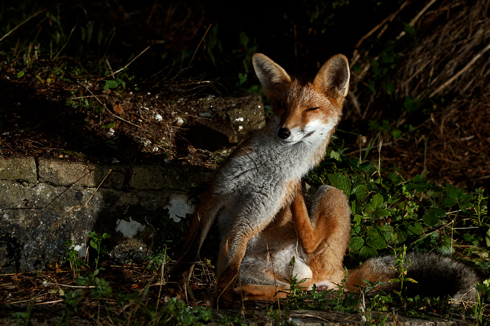 0508210408216554.jpg - Fox cub scratching