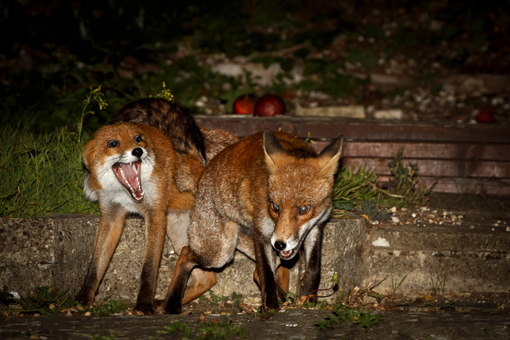 0509190509198218.jpg - Wolfy and younger vixen