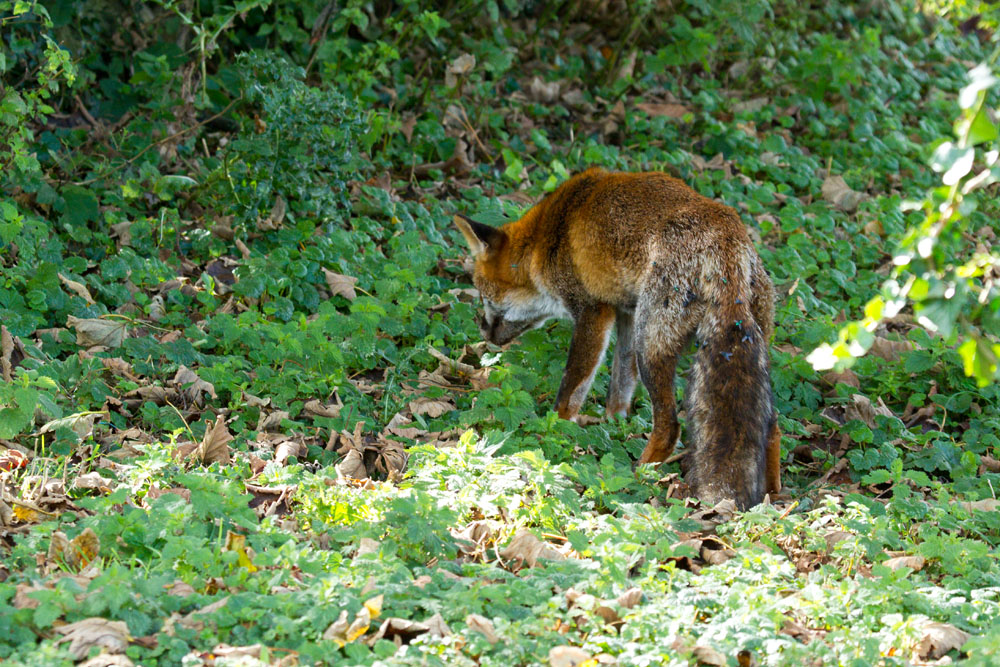 0510120410127523.jpg - Wild male fox in churchyard at Falmer, East Sussex, showing signs of fly strike.