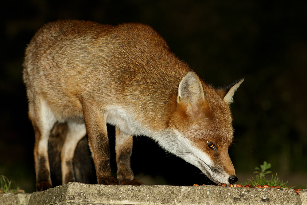 0510160510164591.jpg - Fox on patio