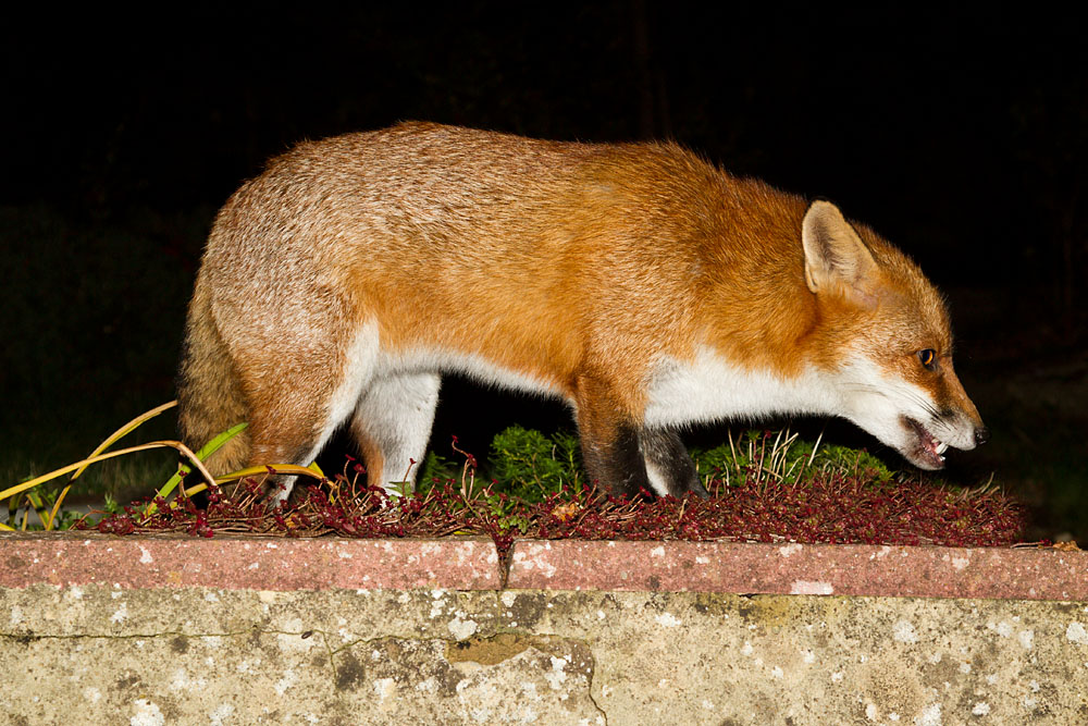 0511123110121531.jpg - Male fox (Vulpes vulpes) in thick winter pelt standing on a wall.