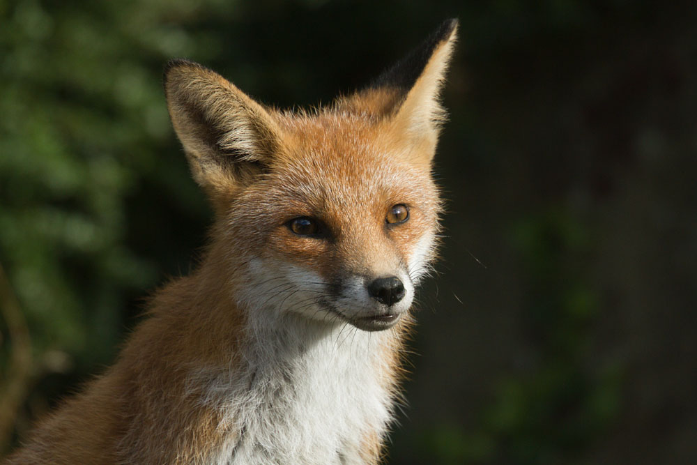0511130311134870.jpg - Young fox