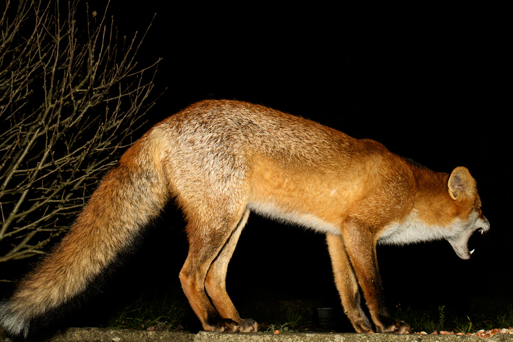 0511170111170621.jpg - Pretty Vixen showing teeth