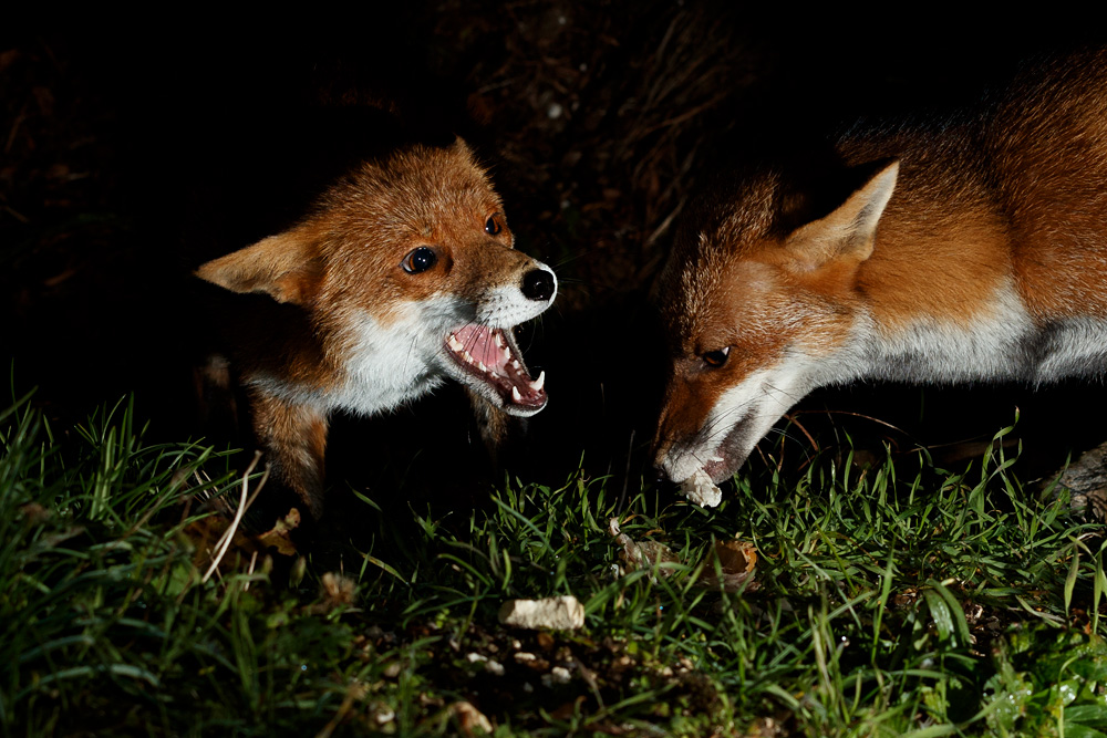 0511210411213429.jpg - Stumpy and Lopa in friendly stand-off