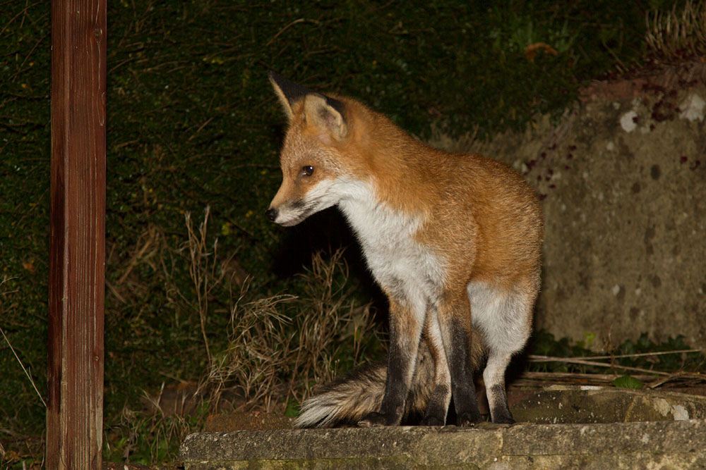 0512130312130929.jpg - Young fox