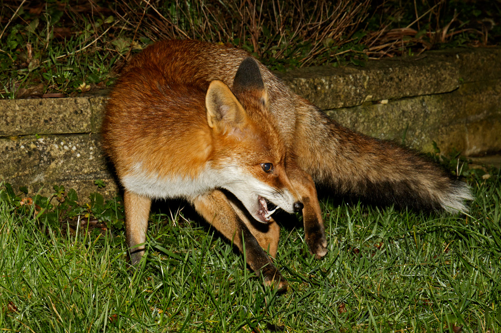 0601180601183096.jpg - Pretty Vixen in the garden