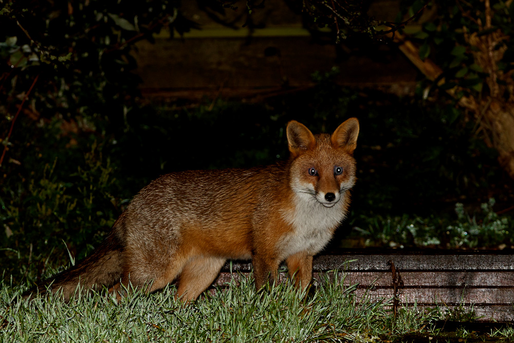0601200701203197.jpg - Young fox (long tail)