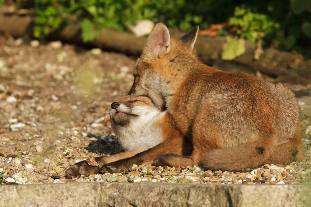 0603172705139999_50.jpg - Two fox cubs in a tangle