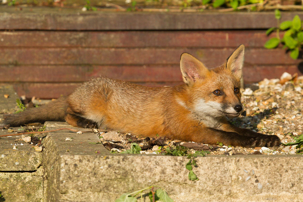 0604142705139772.jpg - Fox cub at the rear of the garden