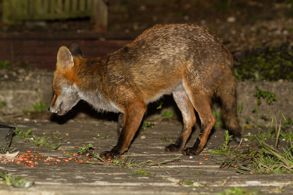0606140506142765.jpg - Fox in garden