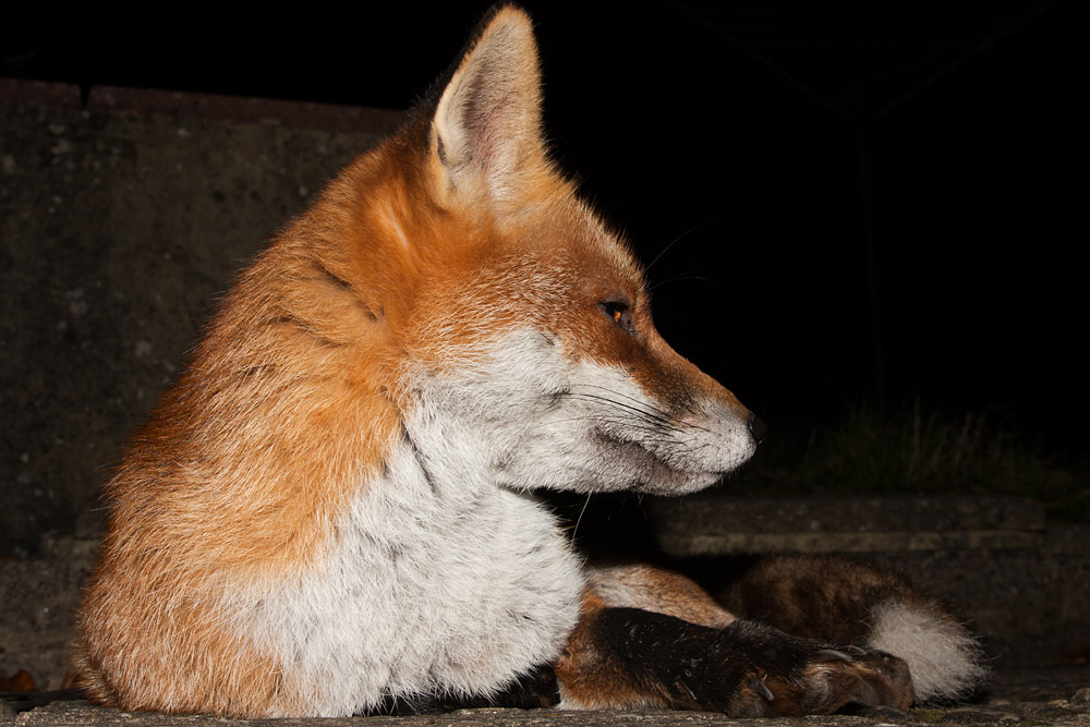0606163010099424.jpg - Fox portrait