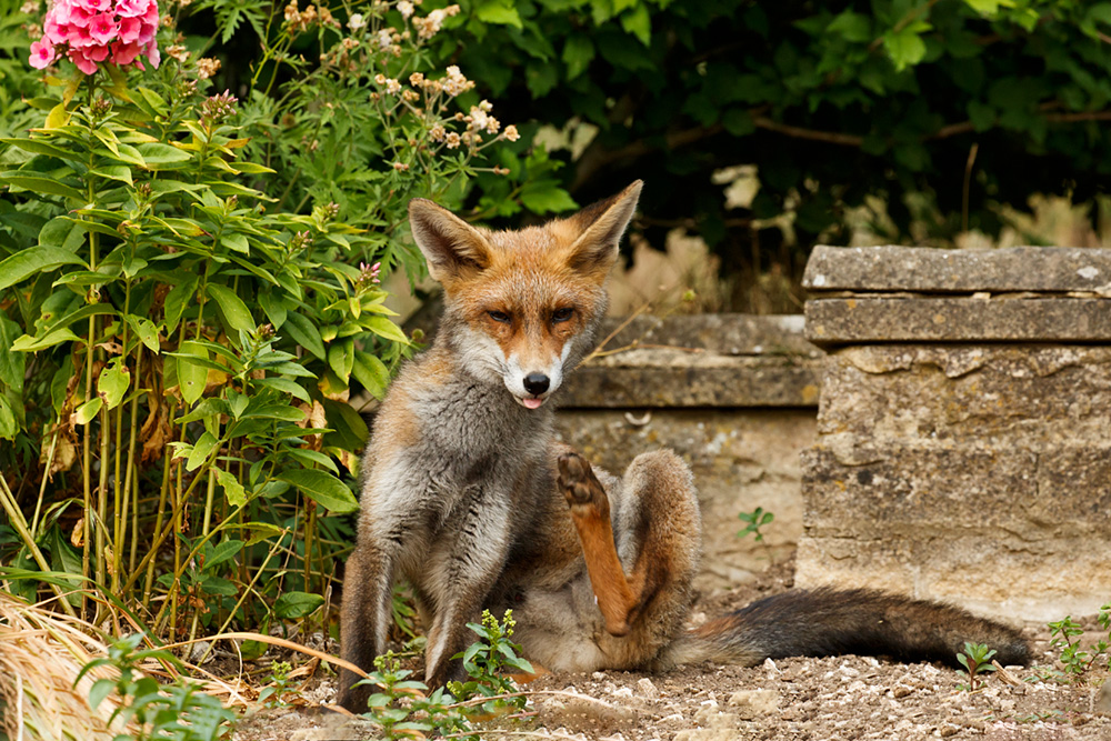 0607180507183356.jpg - Wolfie, young male fox at 4 months old