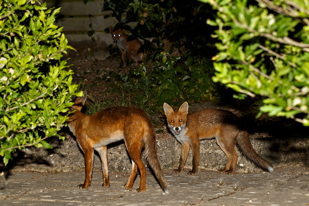 0607190707190538.jpg - Little Vixen and both parents
