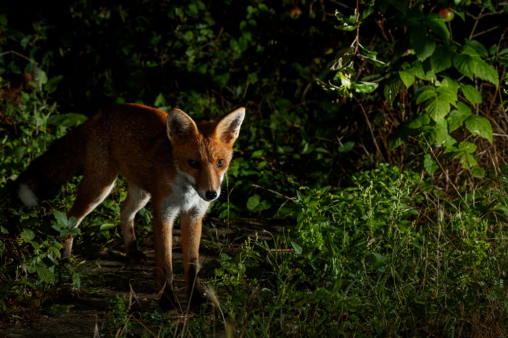 0608210208216128.jpg - Fox cub at night