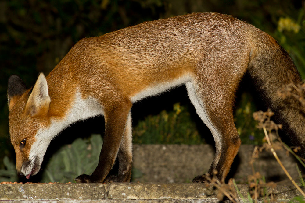0609120409120394.jpg - Young fox eating peanuts in a Sussex garden.6