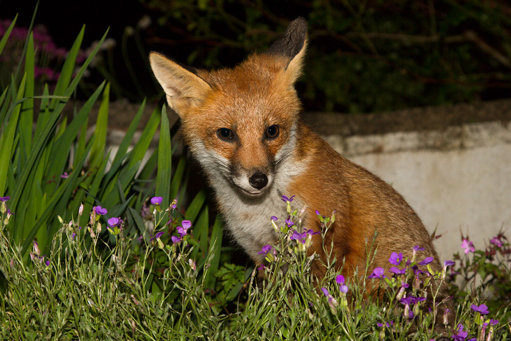 0609151506134537.jpg - Fox cub and flowers