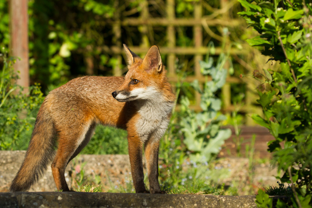0610152906137091.jpg - Fox cub in sunshine
