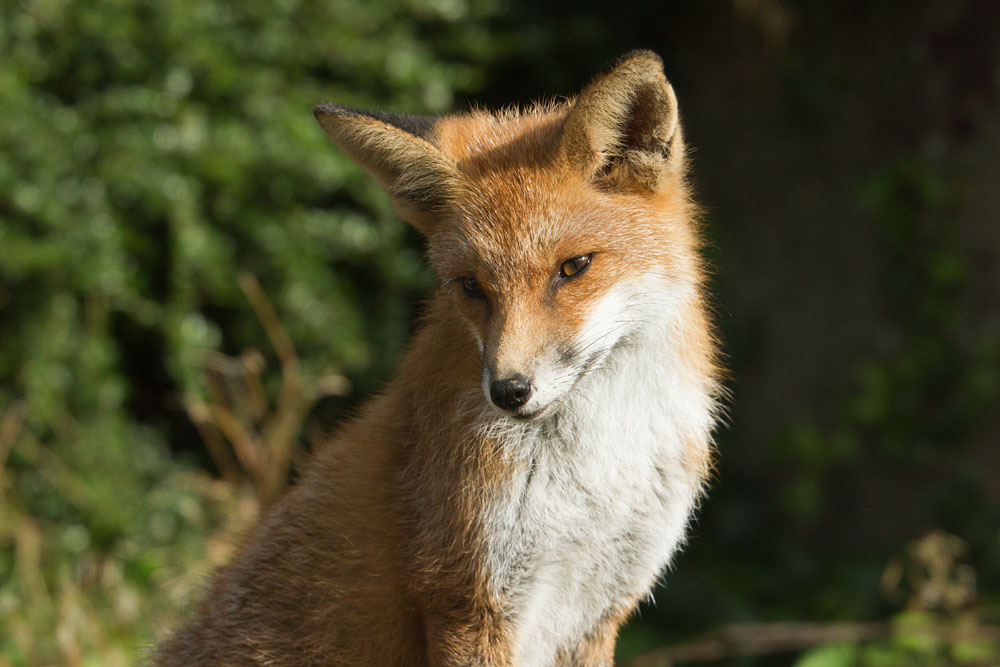 0611130311134873.jpg - Young fox