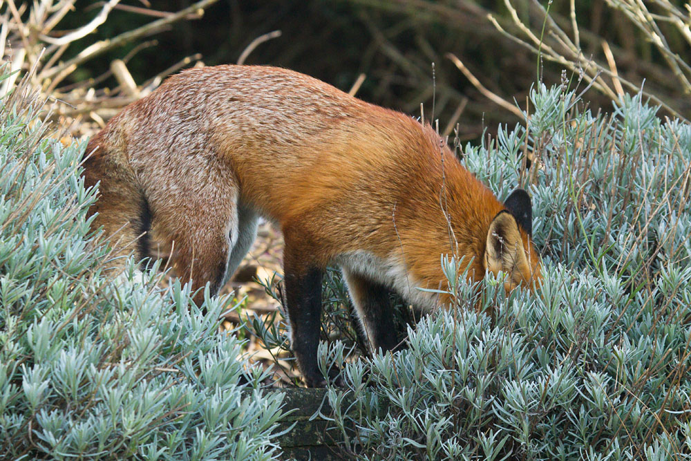0612141301134314.jpg - Fox in lavender