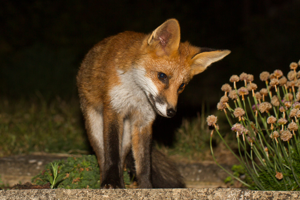 0612151507131333.jpg - Curious Fox Cub