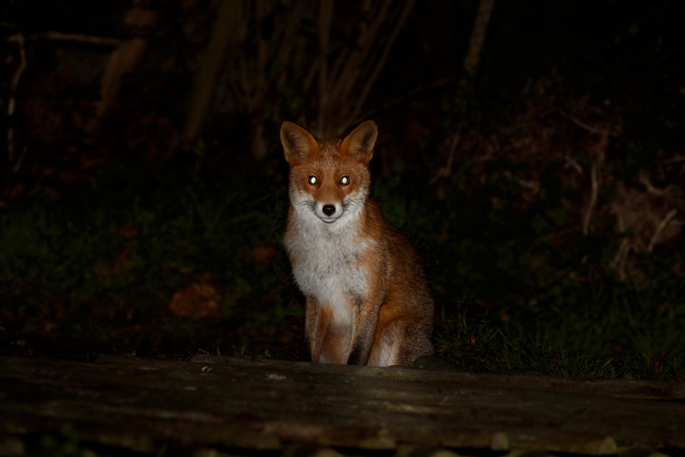 0612190612192760.jpg - Young fox (Stumpy)
