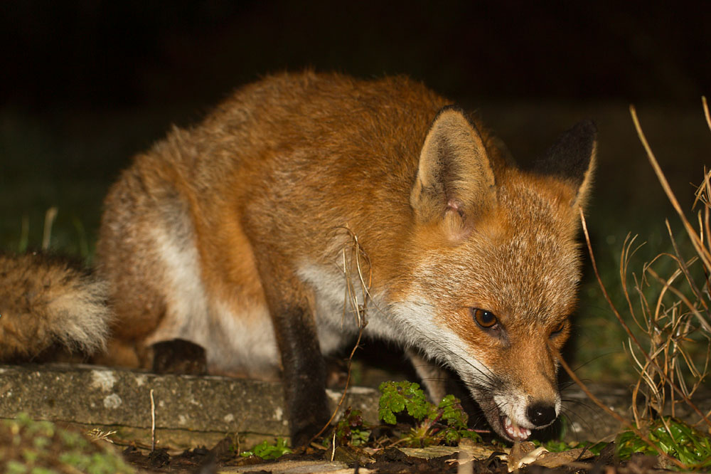 0703140603144570.jpg - Fox in garden