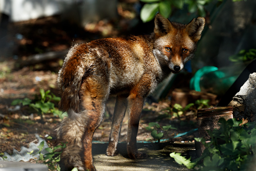 0704200704203421.jpg - Young adult fox with torn left ear