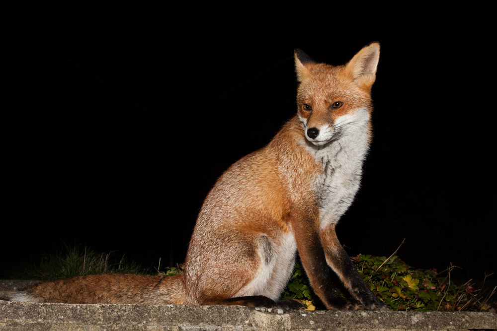 0706153010099399.jpg - Fox sitting on path