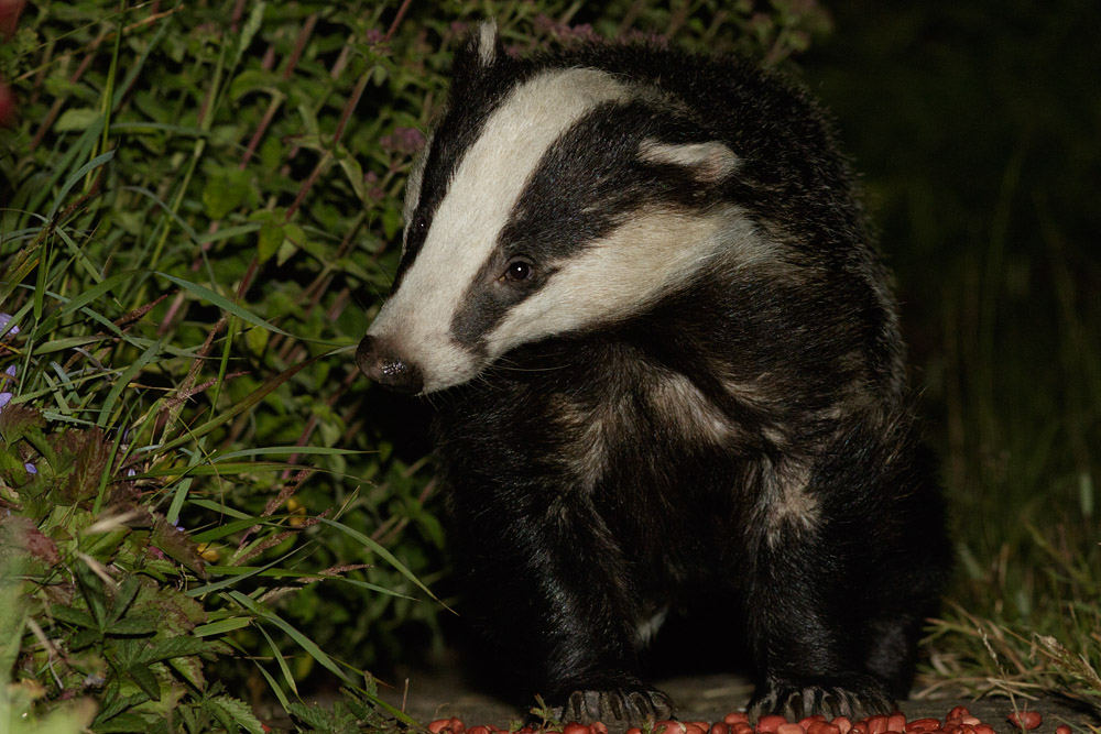 0707152806153141.jpg - Badger on path