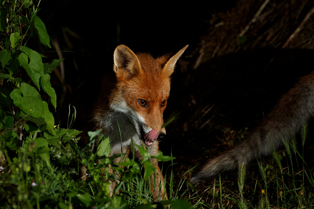 0707210507214150.jpg - Stumpy the vixen
