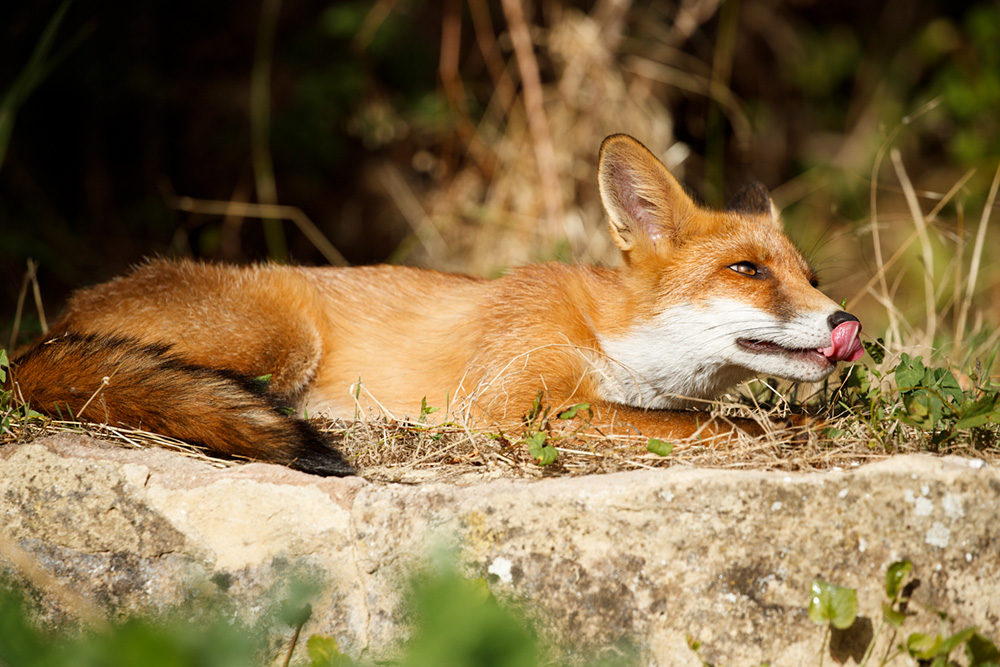 0708180608185102.jpg - Young fox  (5 months old) in the sun (Long Nose)