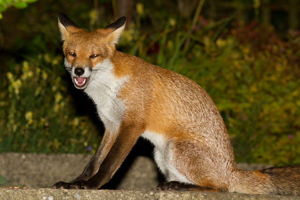 0709120409120405.jpg - Young fox sitting in a suburban garden in Sussex.