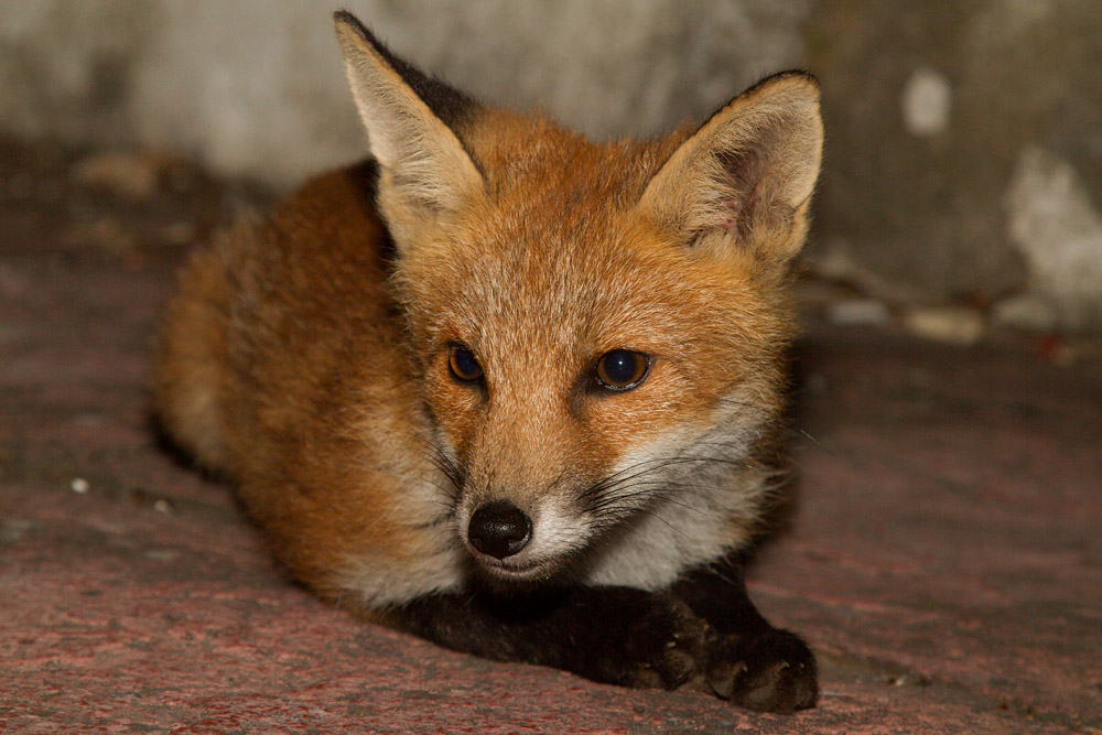 0709151506134529.jpg - Fox cub relaxing on garden patio