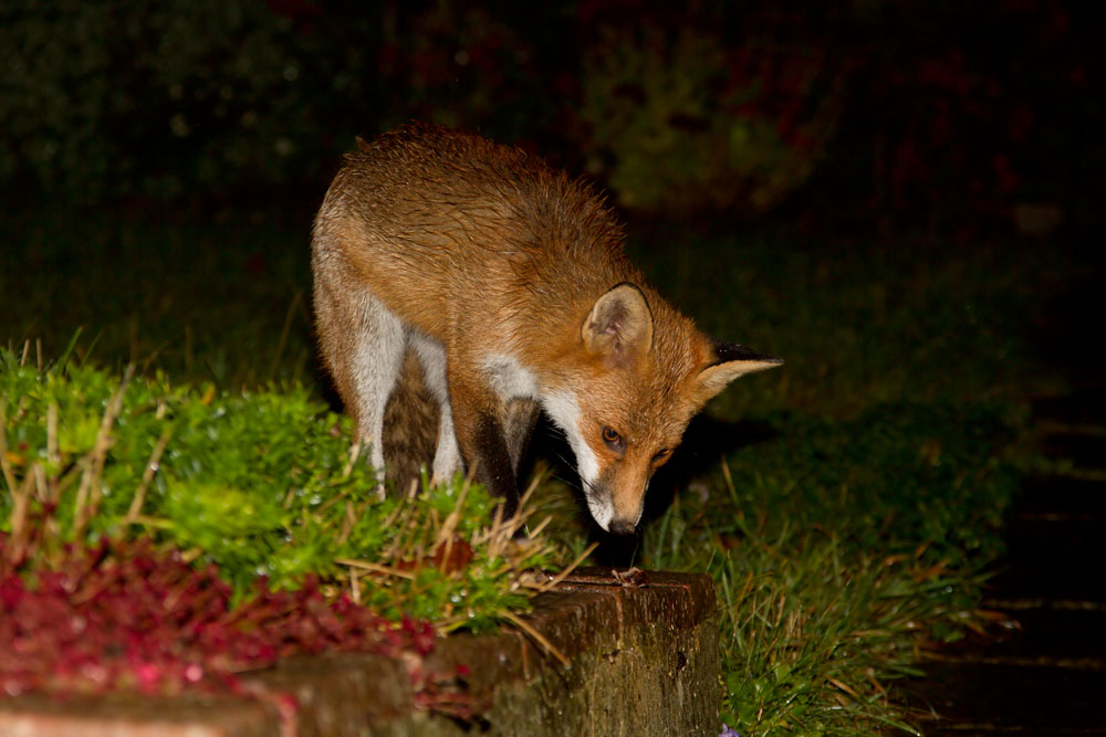 0710120410127271.jpg - Young fox (Vulpes vulpes) in a suburban garden at night after heavy rain.