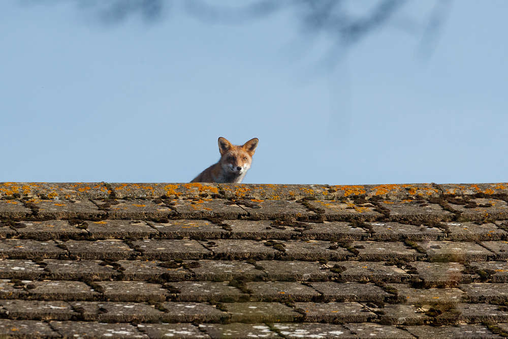 0711210711214337.jpg - Lopa on roof