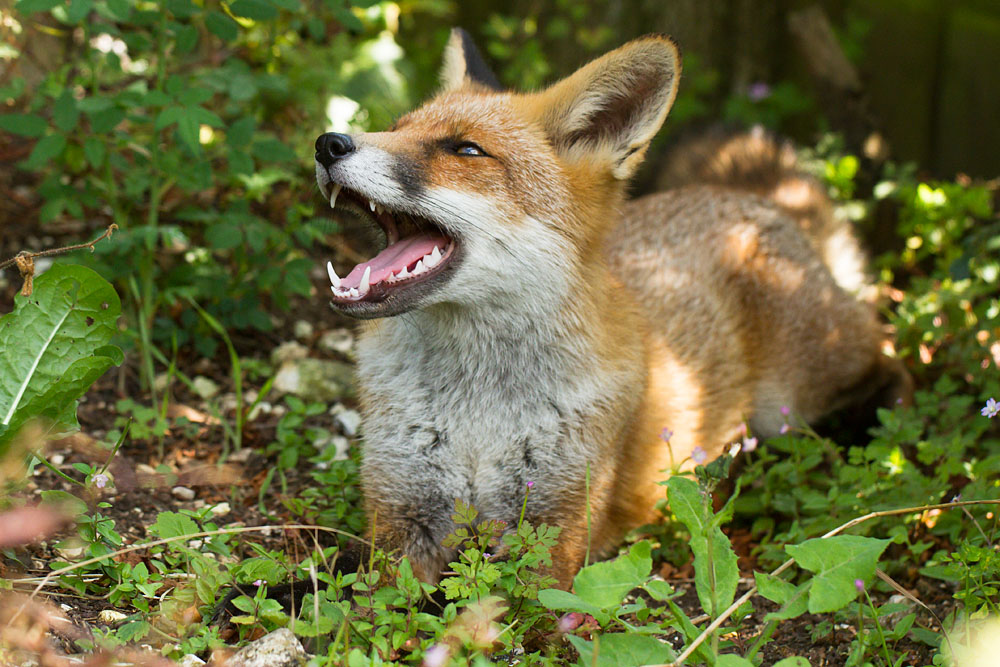 0712132608132568.jpg - Young fox (Vulpes vulpes) lying down in shade on sunny afternoon in a garden