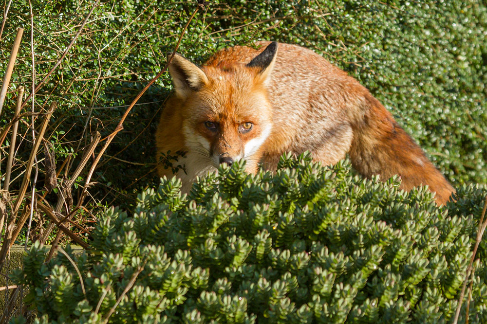 0712141301134346.jpg - Fox and shrubs