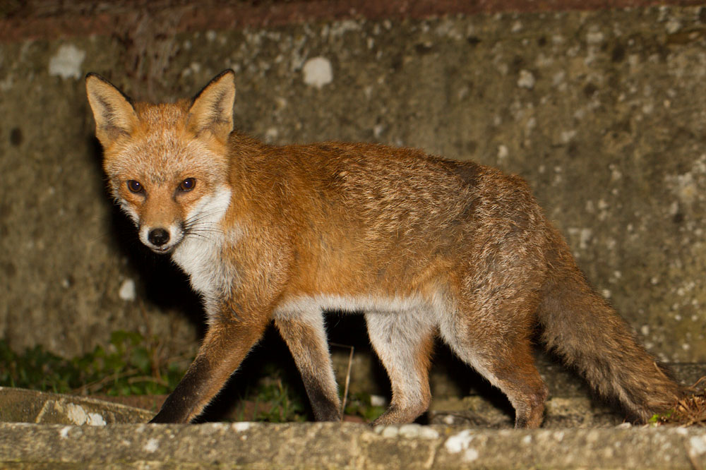 0802150103143778.jpg - Fox at top of garden steps