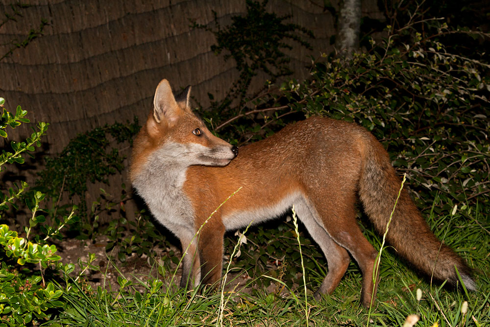 0803130308072520.jpg - Young fox in garden