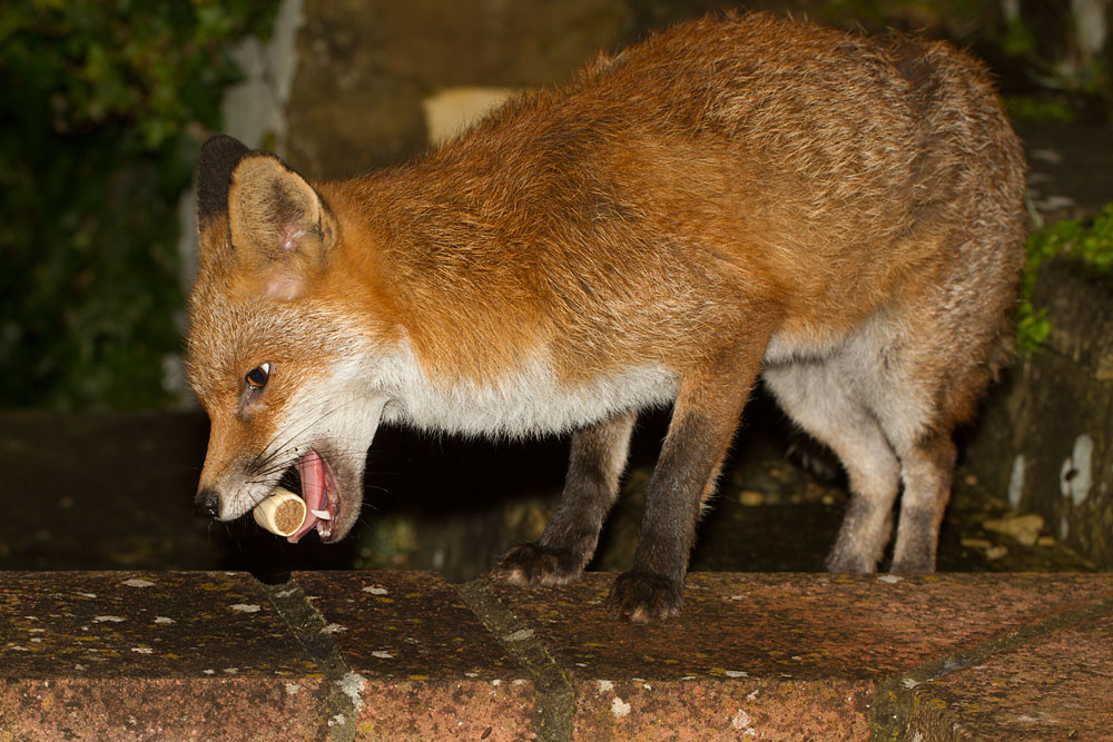 0803140703144792.jpg - Fox in garden