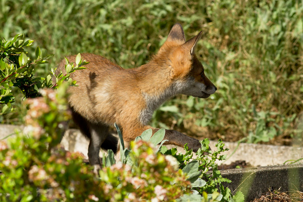 0804131606123668.jpg - Fox cub (Vulpes vulpes) stalking in a garden on a sunny day.